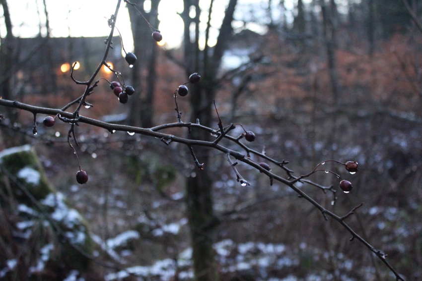 Berries snow thawing Glasgow W=850 H=567 Berries-snow-thawing-Glasgow