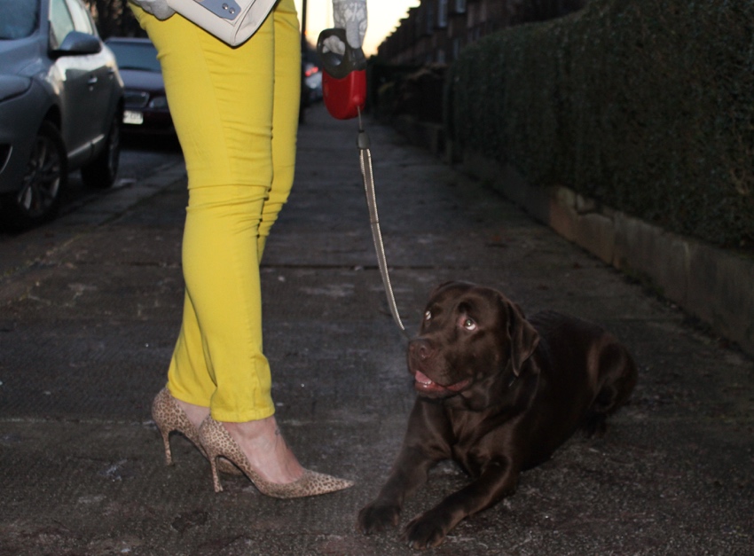 Chocolate labrador yellow jeans leopard heels W=850 H=627 Chocolate-labrador-yellow-jeans-leopard-heels