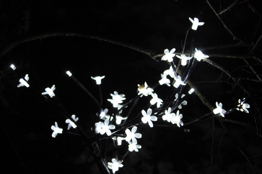 Flower lights electric gardens Glasgow W=850 H=566 Flower-lights-electric-gardens-Glasgow