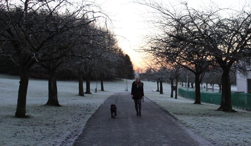 Winter-walk-Glasgow-labrador