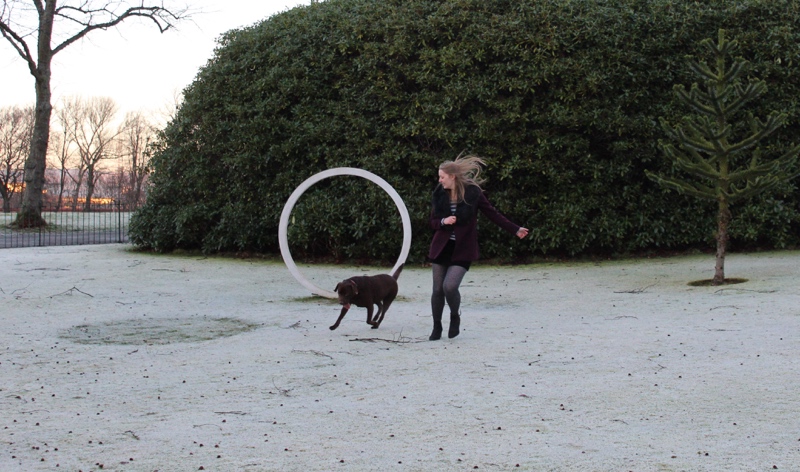 Winter-walks-playing-Labrador-Glasgow