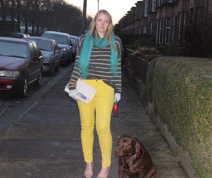 Yellow jeans stripe knit chocolate labrador W=850 H=712 Yellow-jeans-stripe-knit-chocolate-labrador