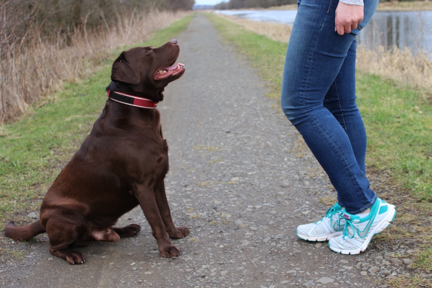 Skinny-jeans-nike-trainers-sports-luxe-labrador-walks
