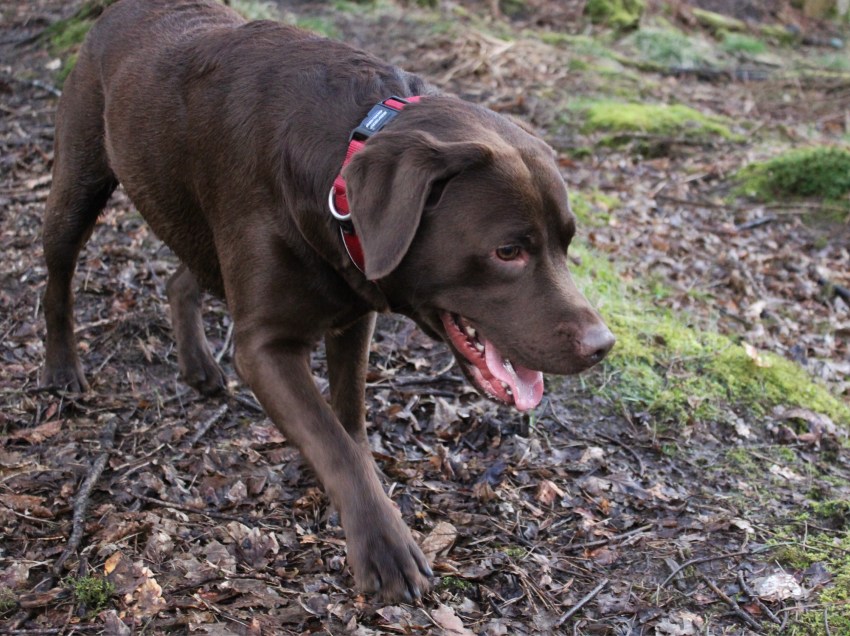 Chocolate labrador walkies Glasgow Chocolate-labrador-walkies-Glasgow