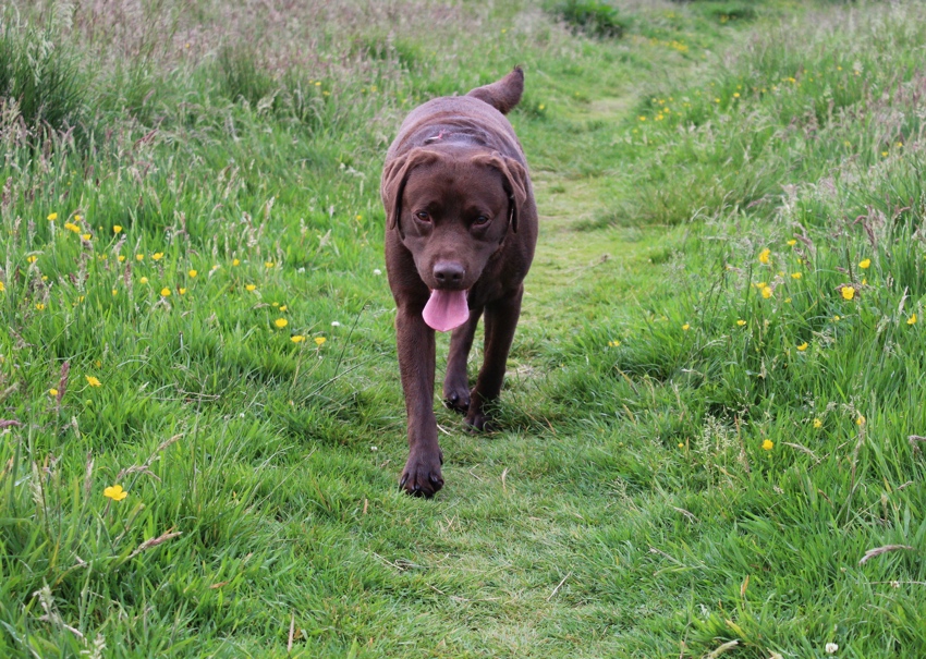 Seb-the-chocolate-Labrador-Glasgow