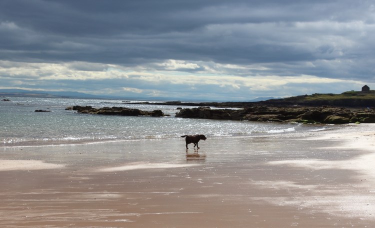 Chocolate-labrador-beach-days
