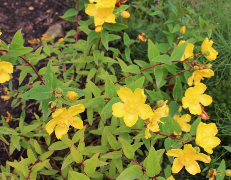 Simple-beautiful-yellow-flower-Glasgow