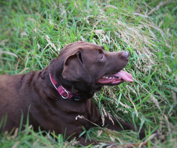 Living in a Boxx: Saddle Me Up - wool bejewelled cap street style by UK Fashion Blogger Lauren Maria Seb-chocolate-Labrador-sidekick-living-in-a-Boxx