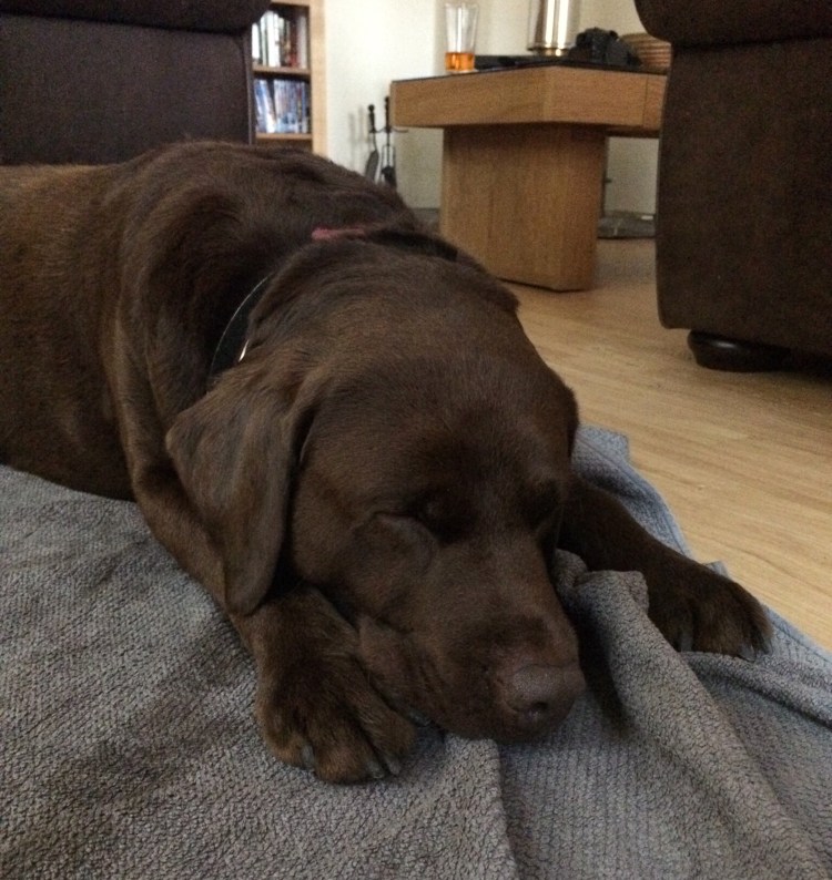 Living in a Boxx: I want to Getaway, Cairngorm log cabin long weekend by UK Fashion Blogger Lauren Maria Living-in-a-Boxx-Cairngorms-log-cabin-long-weekend-Seb-chocolate-Labrador