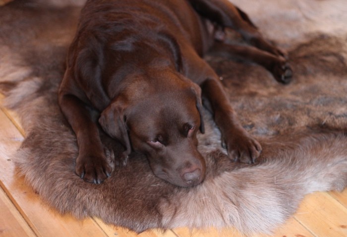 Living-in-a-Boxx-Scottish-weekend-away-Kirnan-cabin-Lochgilphead